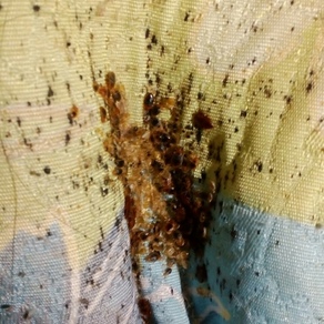 Уничтожение насекомых в Воронеже (гостинка)