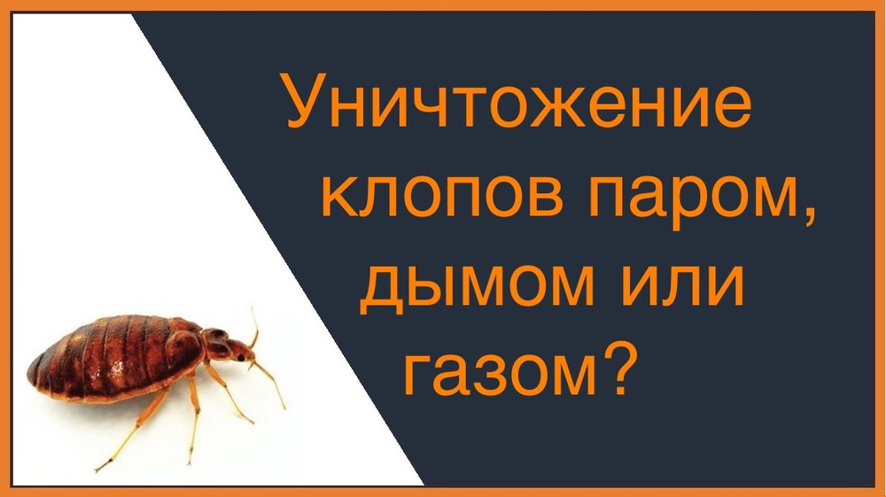 Уничтожение клопов паром, газом или дымом в Воронеже