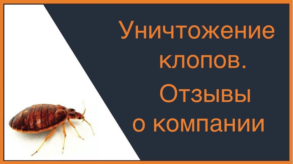 Уничтожение клопов - отзывы о компании в Воронеже