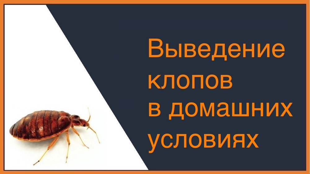 Выведение постельных клопов в домашних условиях  Воронеже