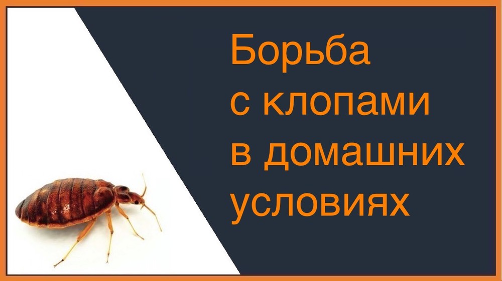 Борьба с клопами в домашних условиях  Воронеже