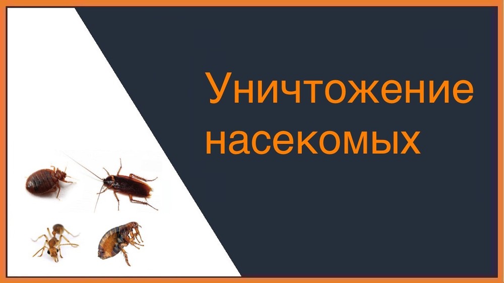 Уничтожение насекомых в Воронеже